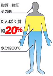 私たちのカラダはアミノ酸で成り立っています。