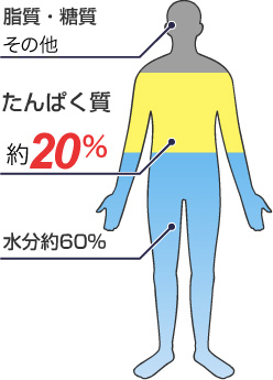 カラダの基本