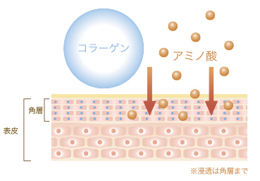 コラーゲン、アミノ酸、図。