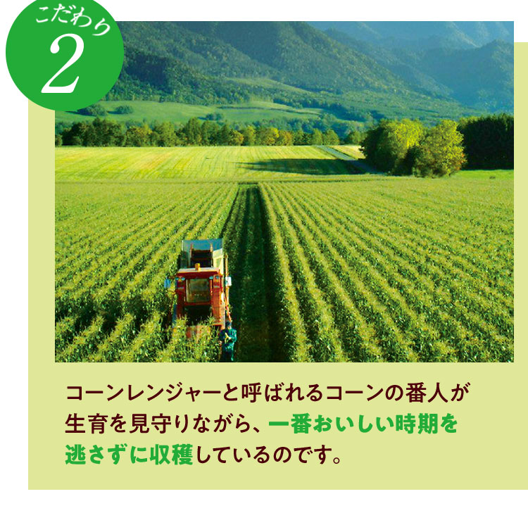 こだわり2 コーンレンジャーと呼ばれるコーンの番人が生育を見守りながら、一番おいしい時期を逃さずに収穫しているのです。