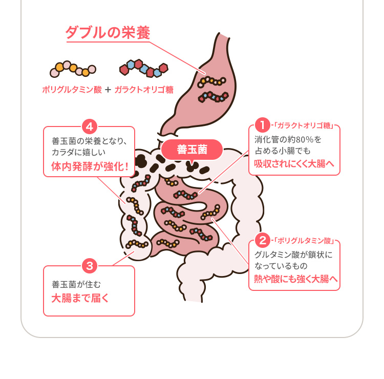 ダブルの栄養 ポリグルタミン酸 + ガラクトオリゴ糖 ①「ガラクトオリゴ糖」消化管の約80%を占める小腸でも 吸収されにくく大腸へ ②「ポリグルタミン酸」グルタミン酸が鎖状になっているもの 熱や酸にも強く大腸へ ③善玉菌が住む大腸まで届く ④善玉菌の栄養となり、カラダに嬉しい 体内発酵が強化! 善玉菌