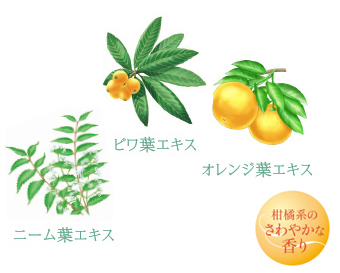 柑橘系 イメージ