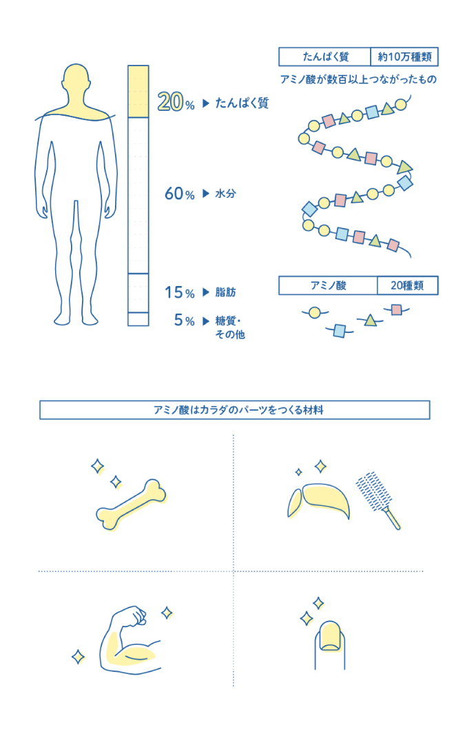 アミノバイタル」アミノプロテイン（カシス味） 60本入箱