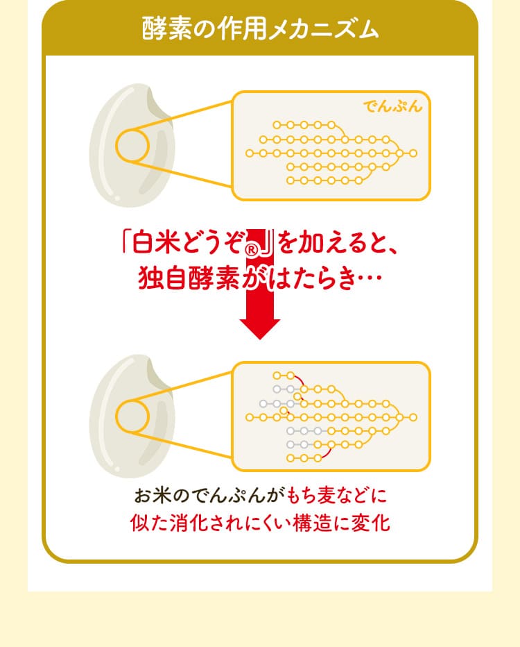 酵素の作用メカニズム 「白米どうぞ®」を加えると、独自酵素がはたらき… お米のでんぷんがもち麦などに似た消化されにくい構造に変化