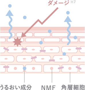 保湿力が低い肌のイメージ図