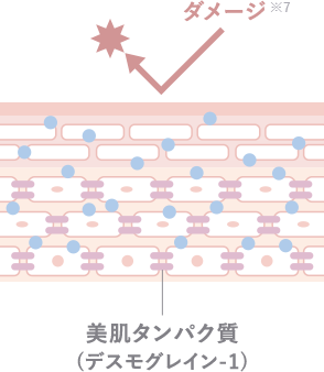 保湿力が高い肌のイメージ図