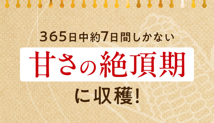 365日中約7日間しかない甘さの絶頂期に収穫!