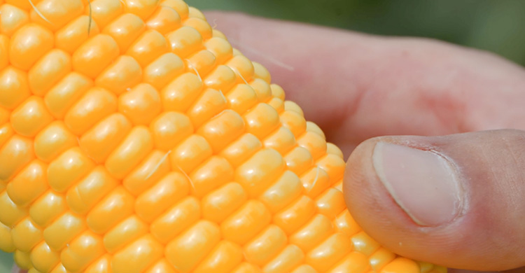 収穫されたコーン