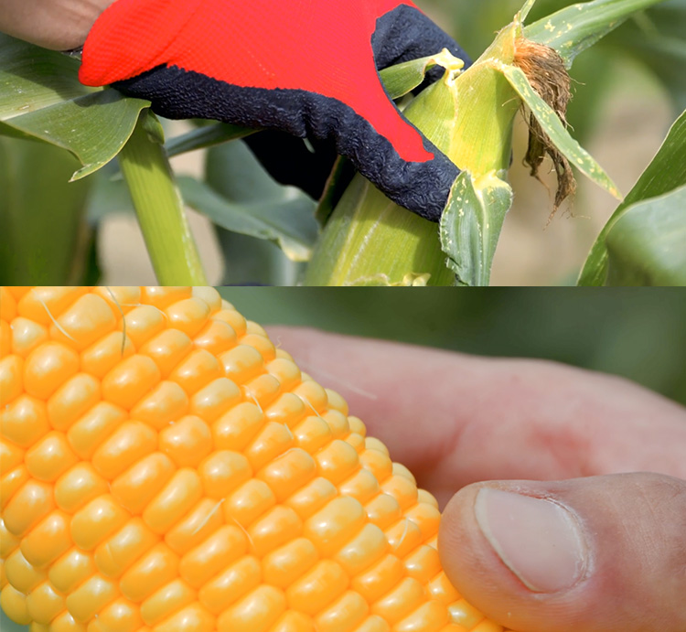 コーンレンジャー安田さん_こだわり