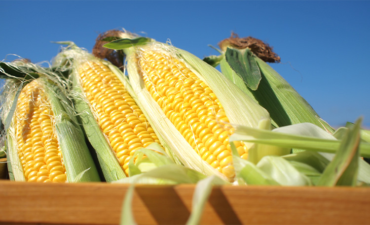 今夏採れたてヌーヴォーコーン