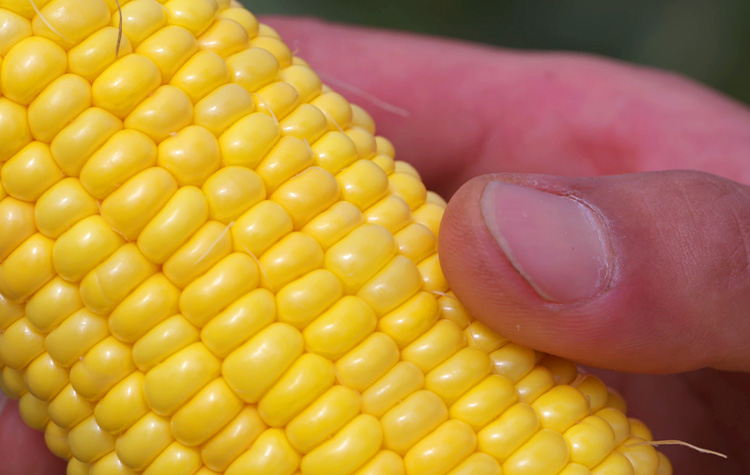 ヌーヴォーコーン