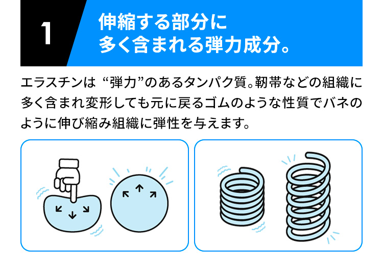 伸縮する部分に多く含まれる弾力成分。エラスチンは “弾力”のあるタンパク質。靭帯などの組織に多く含まれ変形しても元に戻るゴムのような性質でバネのように伸び縮み組織に弾性を与えます。