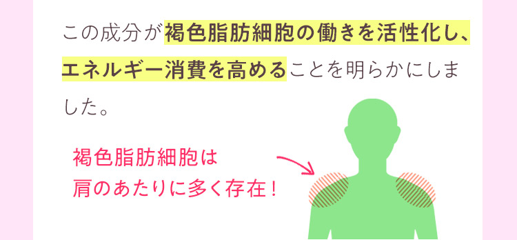 褐色脂肪細胞の働きを活性化し、エネルギー消費を高める