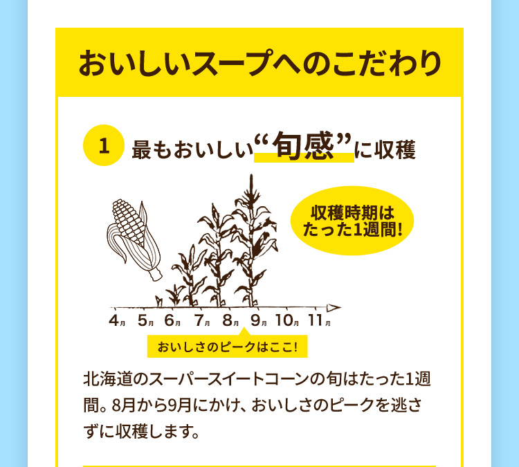 おいしいスープへのこだわり 1.最もおいしい”旬間”に収穫 北海道のスーパースイートコーンの旬はたった1週間。8月から9月にかけ、おいしさのピークを逃さずに収穫します。