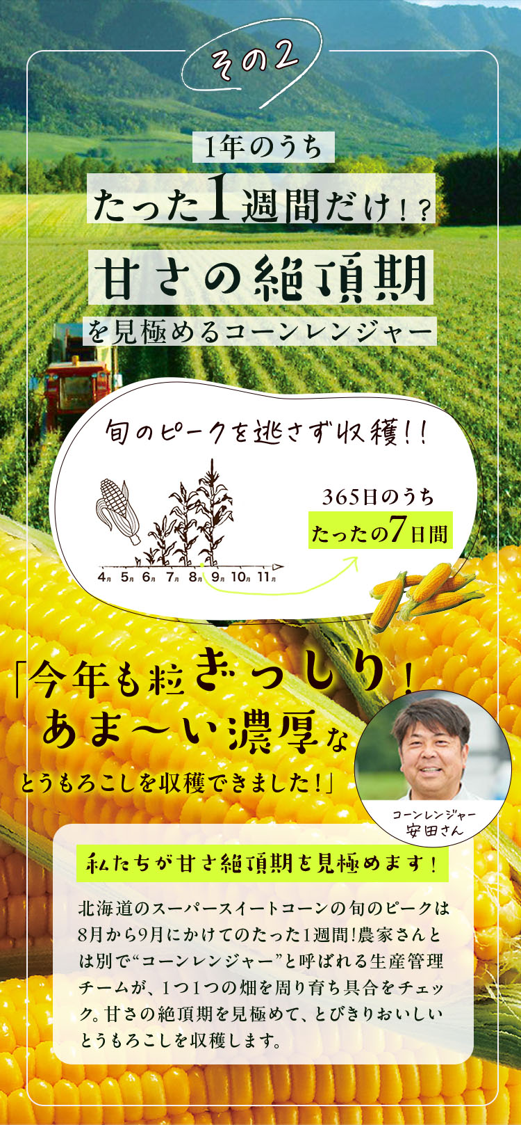 その2 1年のうち たった1週間だけ!?甘さの絶頂期を見極めるコーンレンジャー