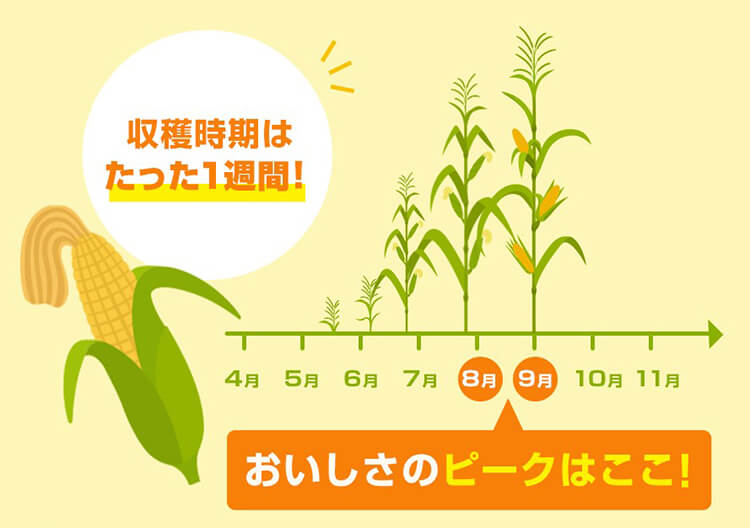 収穫期間はたった1週間