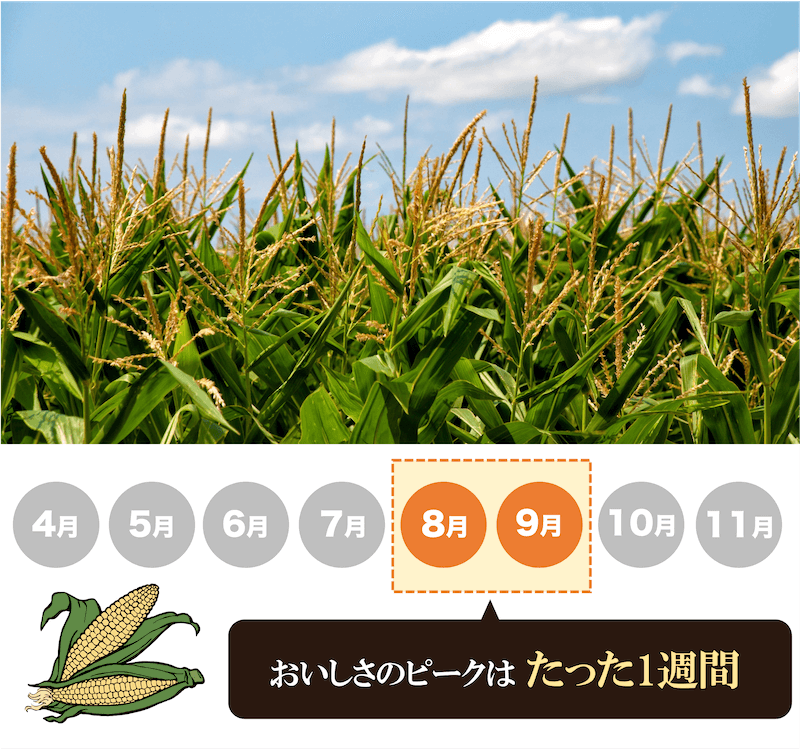 おいしさのピークはたった1週間