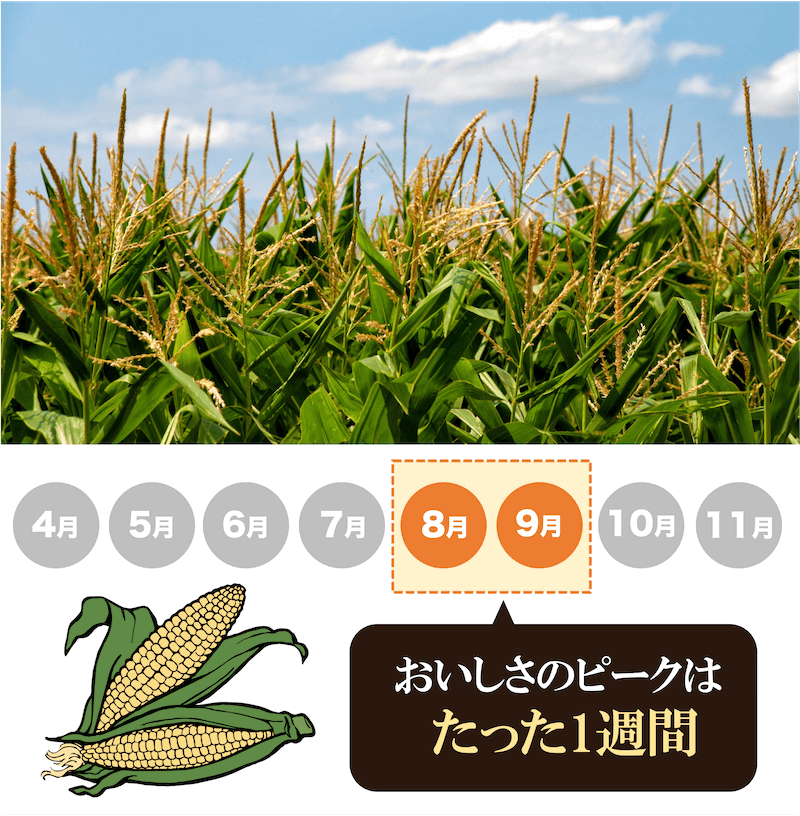 おいしさのピークはたった1週間