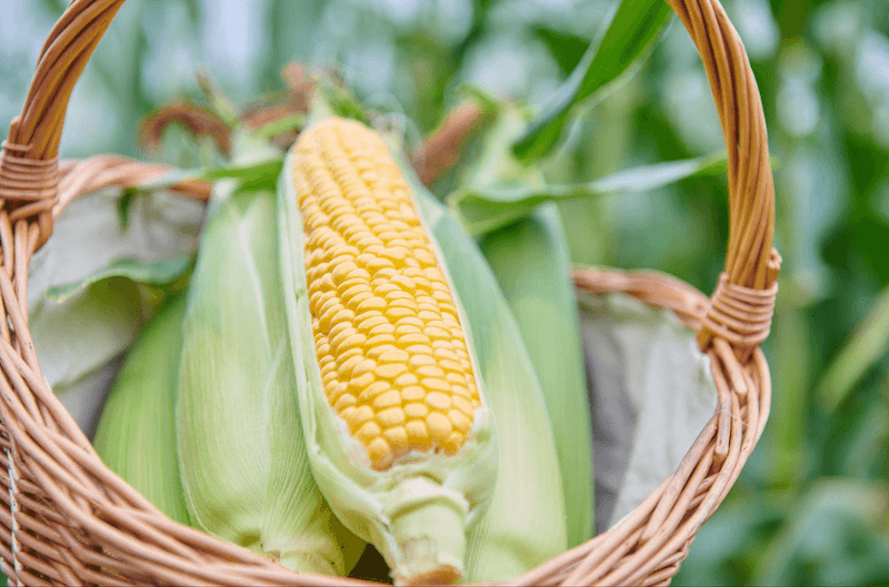 とうもろこし