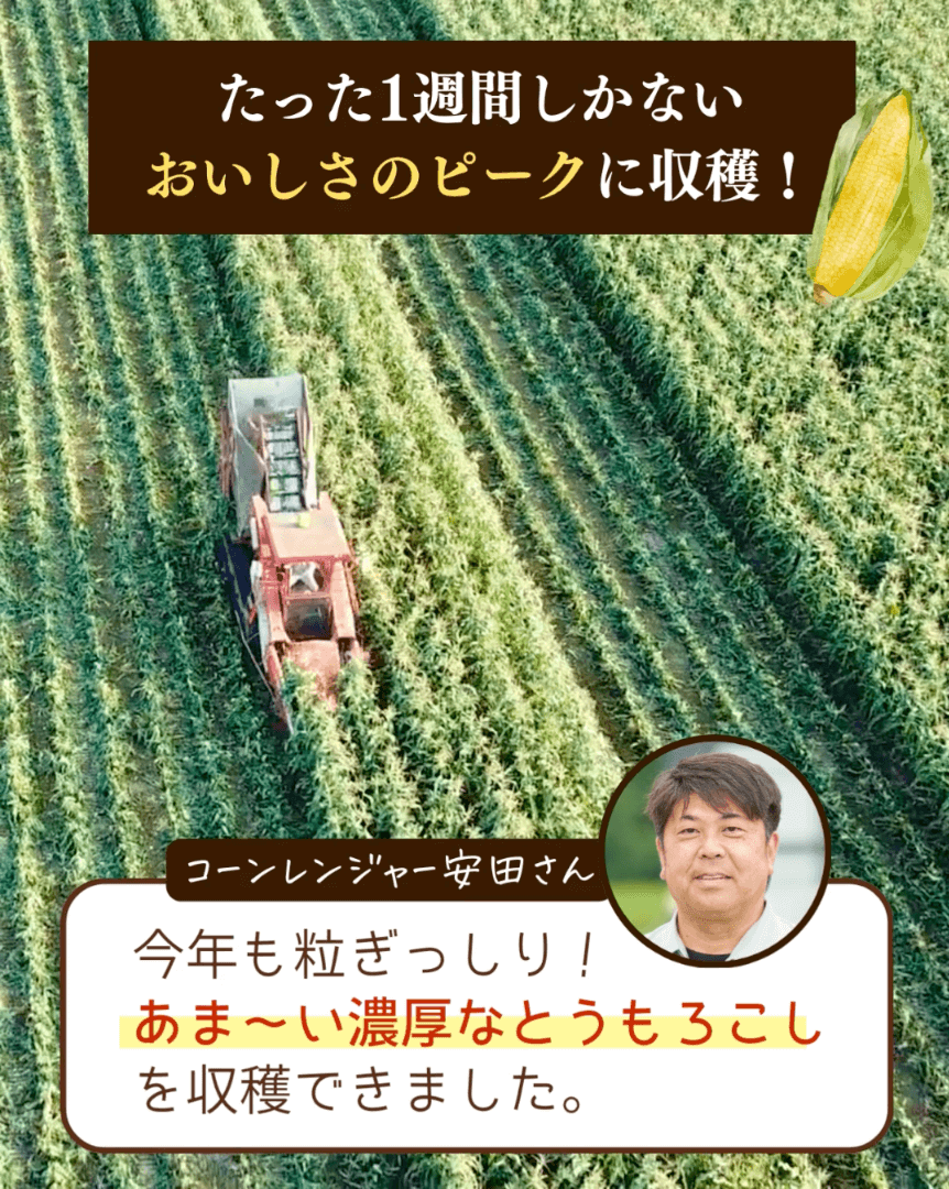 たった1週間しかないおいしさのピークに収穫！