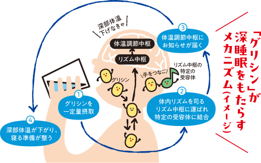 「グリシン」が深睡眠をもたらすメカニズム（イメージ）